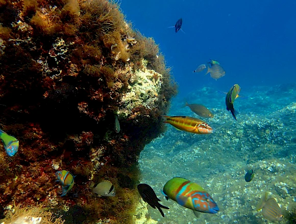 THEODOROU / GLARONISI ISLAND