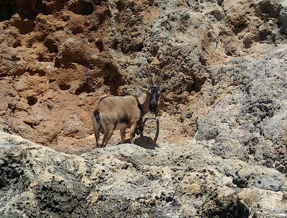 THEODOROU / GLARONISI ISLAND
