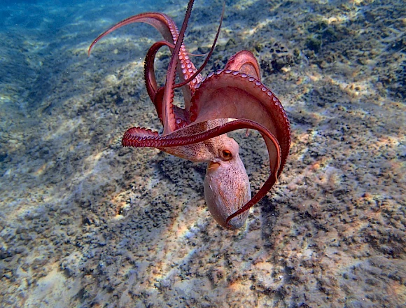 THEODOROU / GLARONISI ISLAND