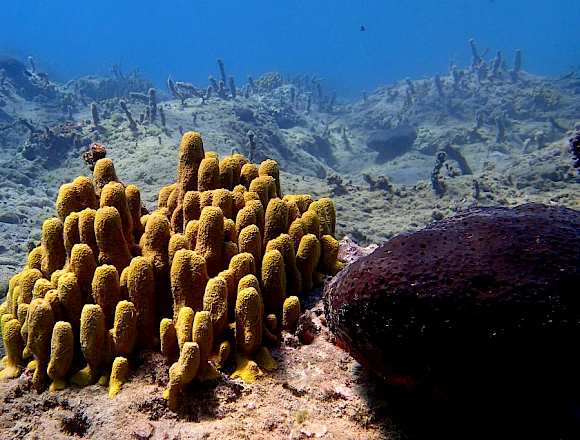 THEODOROU / GLARONISI ISLAND