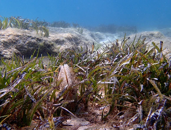 MENIES BAY - CHOIRONISIA BAY