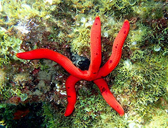 MENIES BAY - CHOIRONISIA BAY