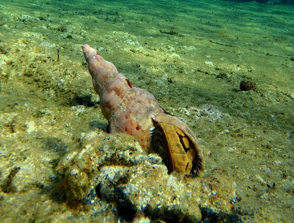 MENIES BAY - CHOIRONISIA BAY