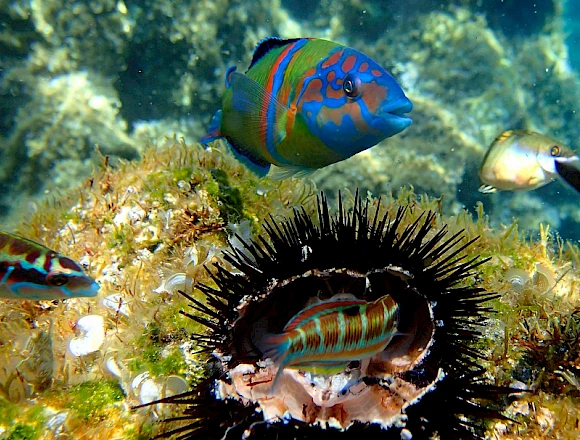 BALOS / GRAMVOUSA ISLAND