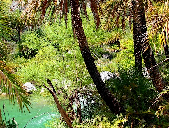 PALM FOREST PREVELI