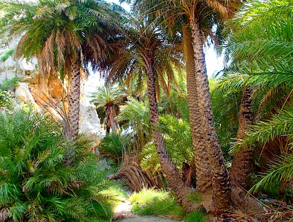 PALM FOREST PREVELI