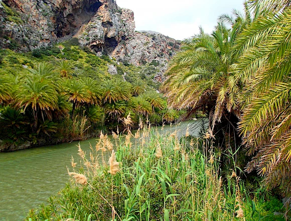 PALM FOREST PREVELI