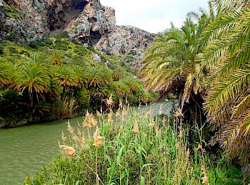 PALM FOREST PREVELI