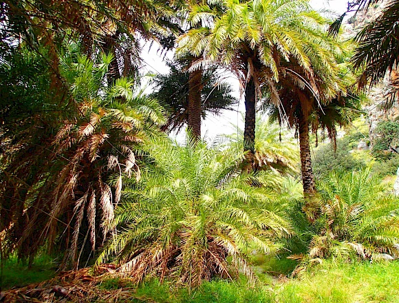 PALM FOREST PREVELI