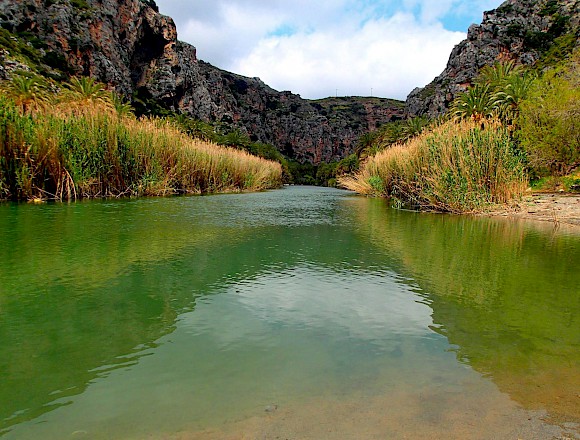 PALM FOREST PREVELI