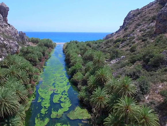 PALM FOREST PREVELI