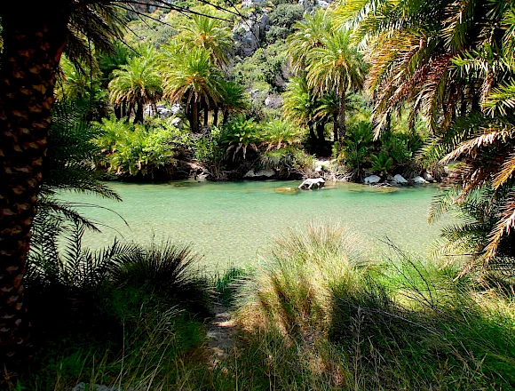 PALM FOREST PREVELI
