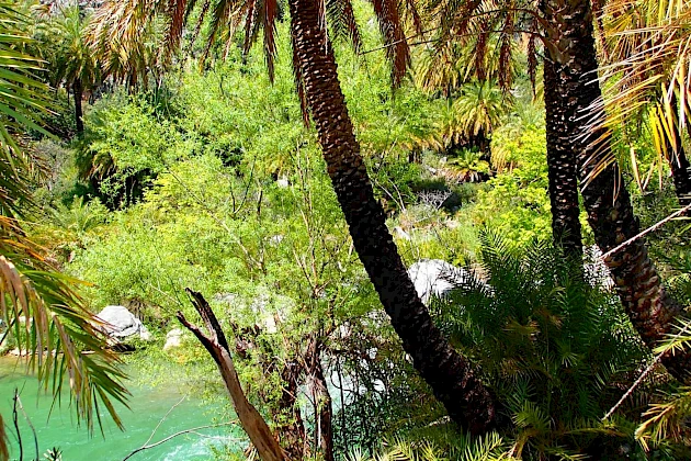 Organized Private Minivan Tours Palm Forest Preveli