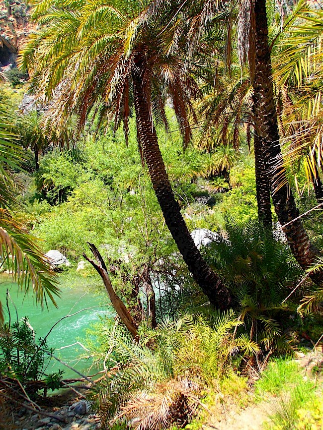 PALM FOREST PREVELI