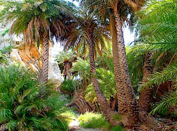 PALM FOREST PREVELI