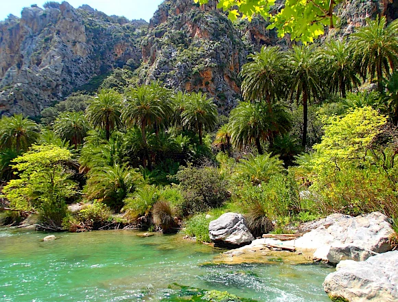 PALM FOREST PREVELI