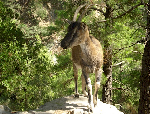 SAMARIA GORGE TOUR